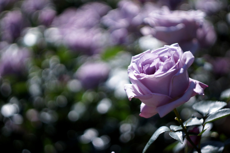 Poem on Your Pillow Day lavender rose