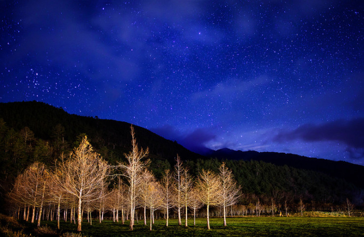 Trees at Night Sofia Starnes