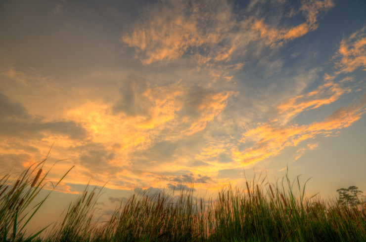 Grasses at sunset Civil War