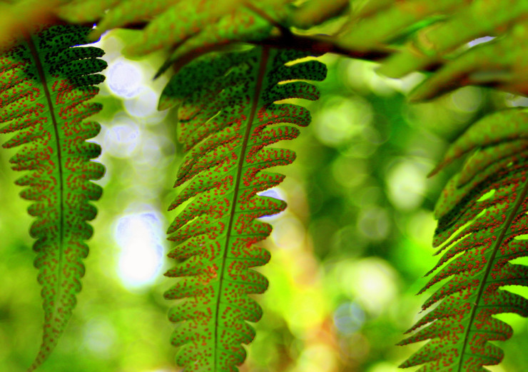 Commit Poetry Romeo & Juliet Ferns