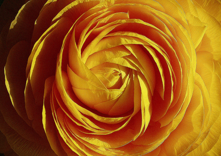 Yellow Rose Sara Teasdale