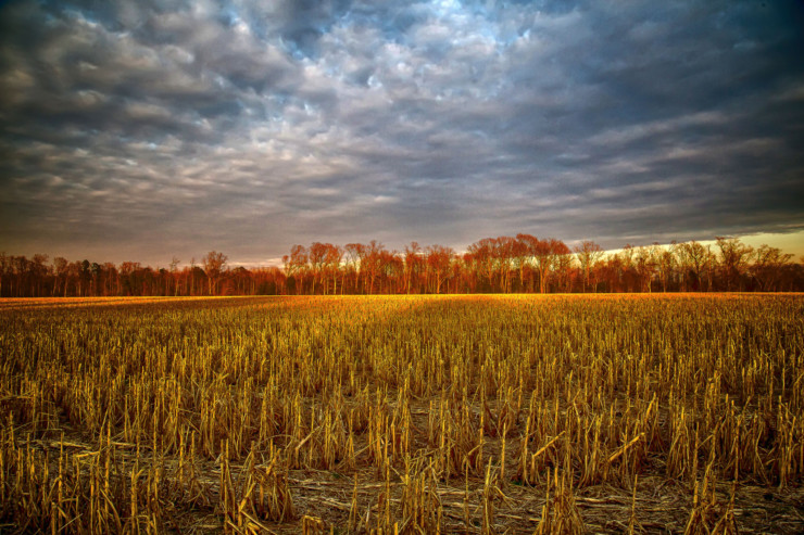 What endings do we see on a farm in summer?