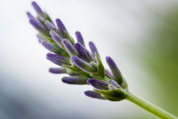 Provence 1970 lavender sprig