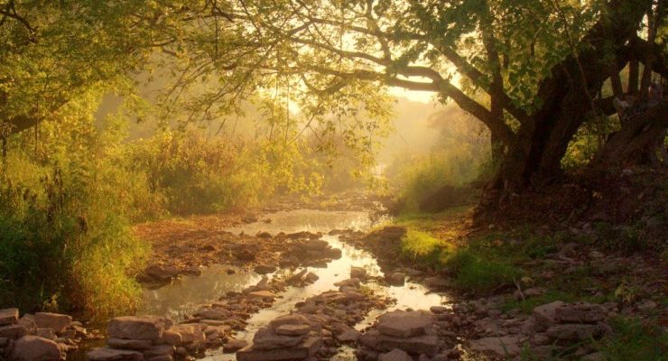 Read Like a Writer: Mary Oliver’s “Upstream”