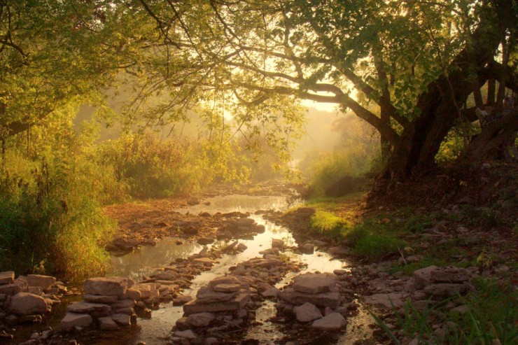 Reading Like a Writer Mary Oliver Upstream