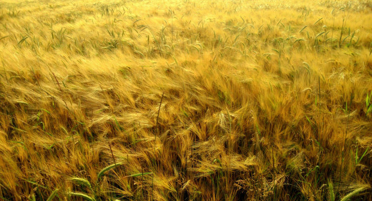 Memoir Notebook: Three Summers, Part One: The Seed
