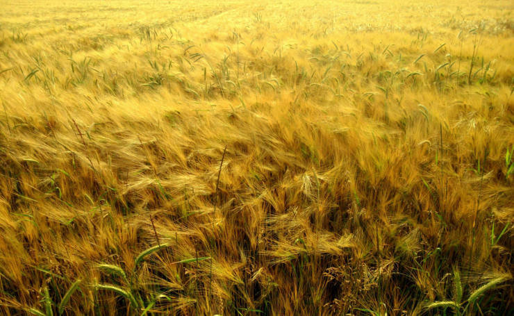 Three Summers Part One The Seed golden field