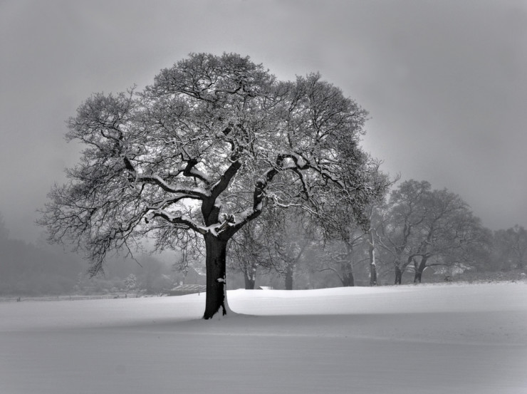 Tree in Snow Eliot Murder in the Cathedral