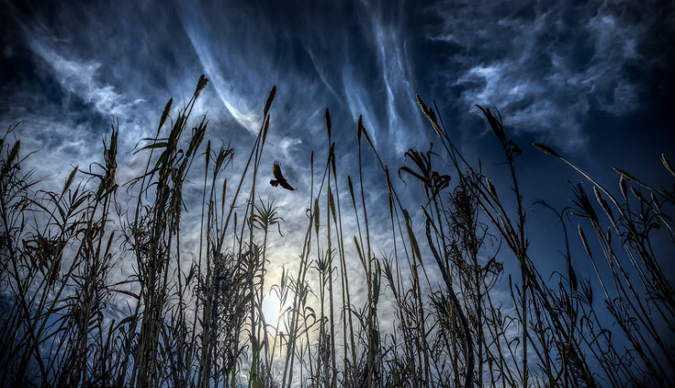 Lagoon Reeds David Whyte