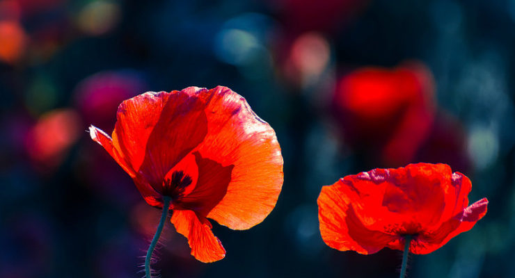 World War I: Mary Borden – Nurse, Novelist, Poet