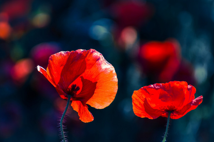 Poppies Mary Borden World War I