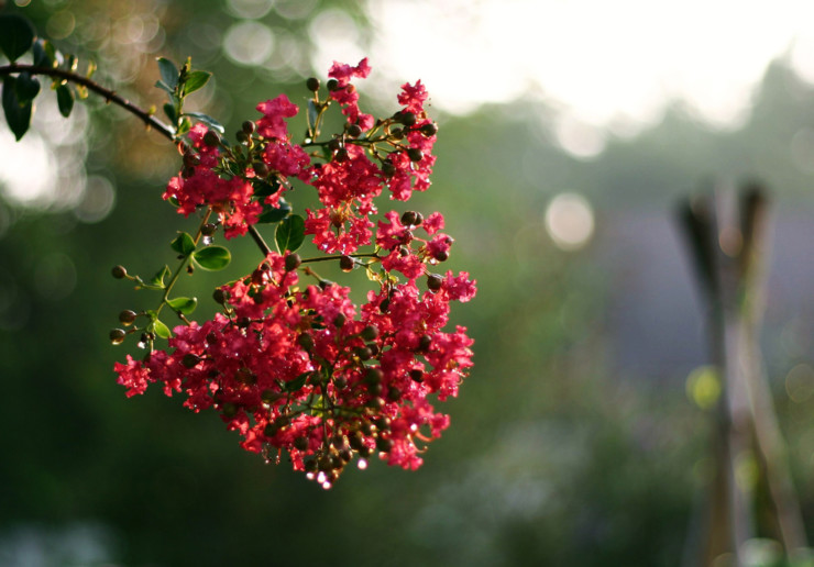 crape myrtle invisibility of seasons