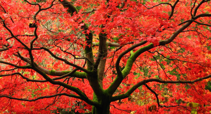 Fall Poetry Prompt: Coming Home Poems