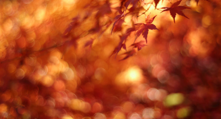 Poetry Prompt: Fall Invitation Poems