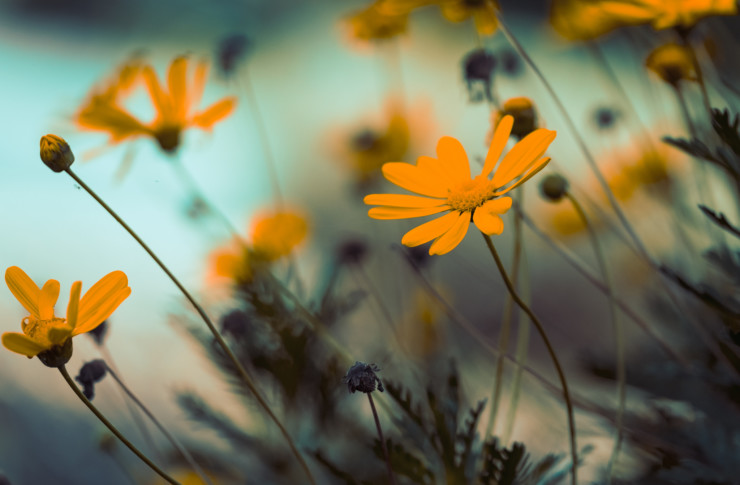 Random Acts of Poetry yellow flowers