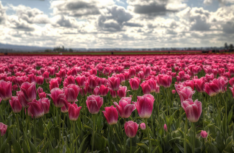 Tulip Field Anne Frank House