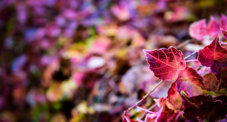 Beautiful Red Leaves Juliet Thoughts