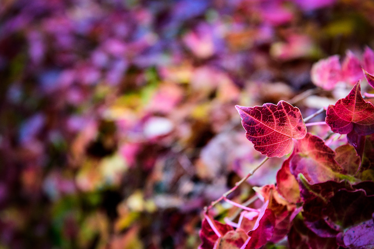 Beautiful Red Leaves Juliet Thoughts