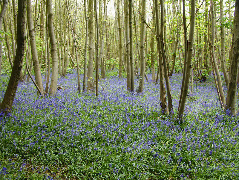 Birch Grove World War I poetry