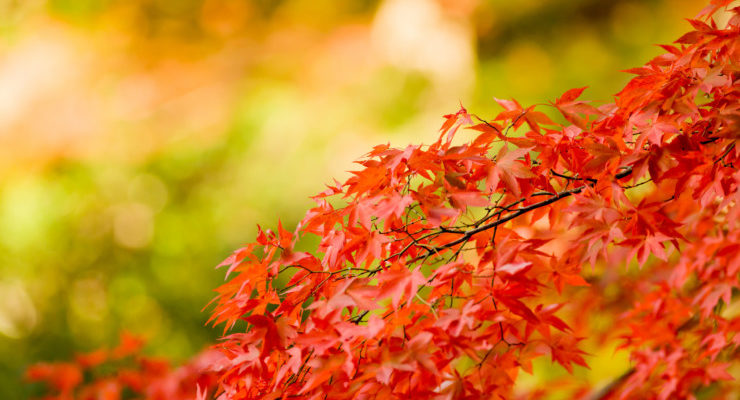 Thanksgiving Poem fall leaves