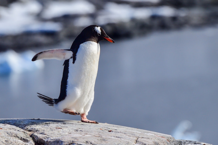 Toddler Swim Class penguin on rock