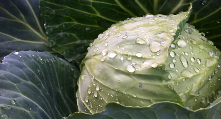 Cabbage Query Letter