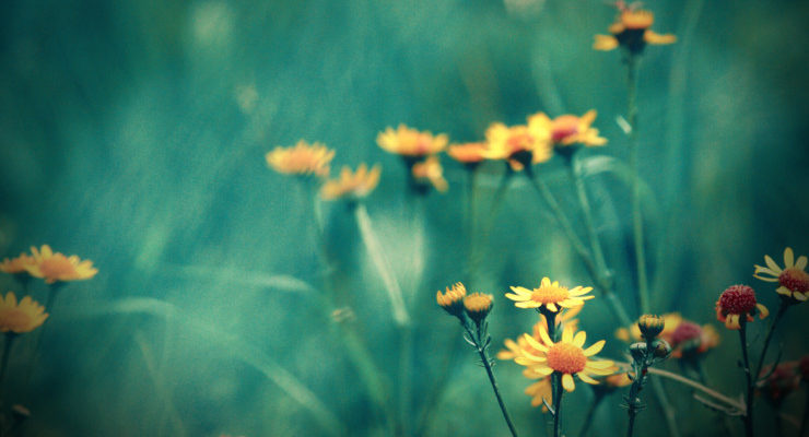 Daisies on green