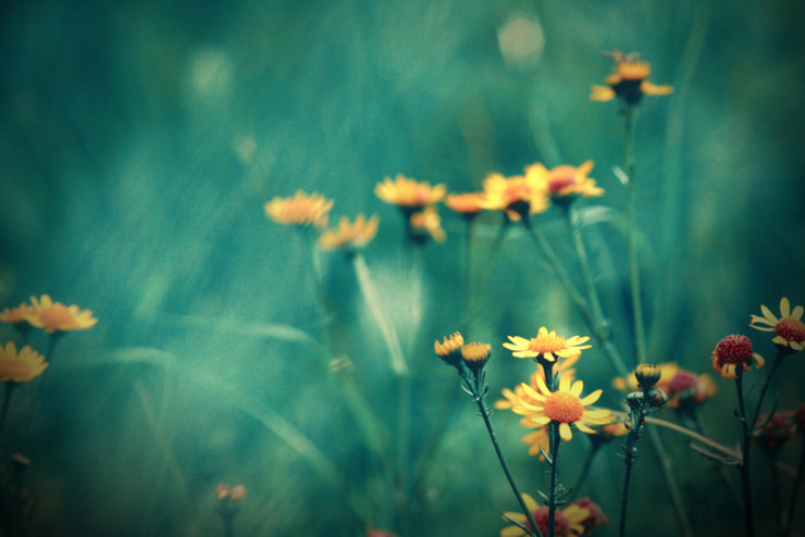 Daisies on green