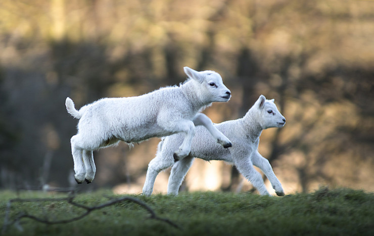 Literary Friends Dickens Carlyle Forster lambs playing