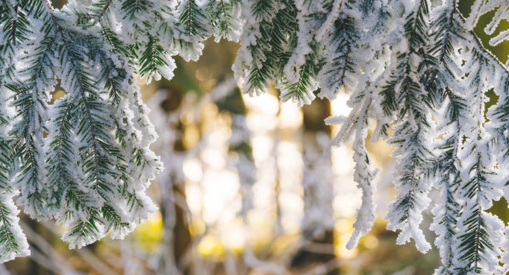 Pine boughs in light and snow