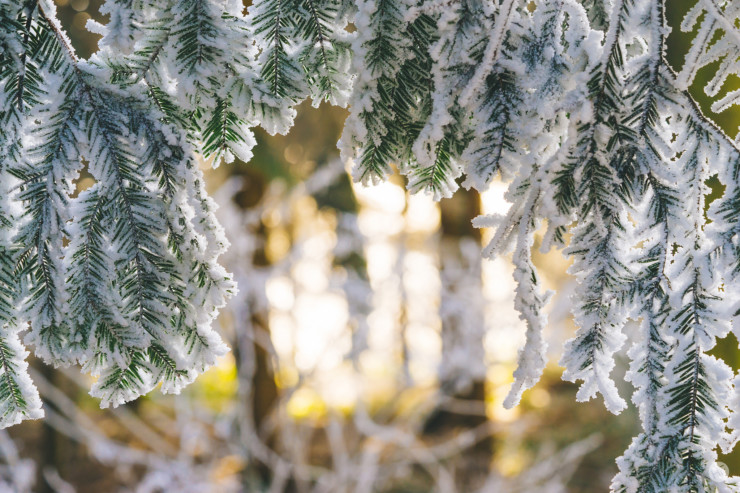 Pine boughs in light and snow