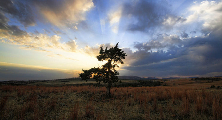 Tree in Plain Wilson The Hanging God