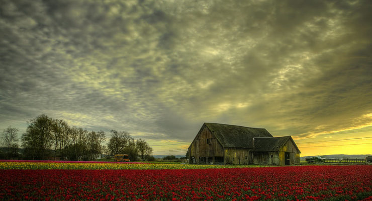 Tulip field David Bottoms