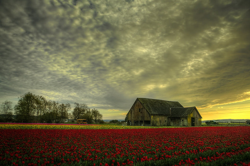 Tulip field David Bottoms