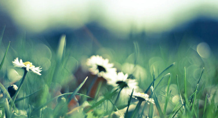 Wildflowers Braiding Sweetgrass