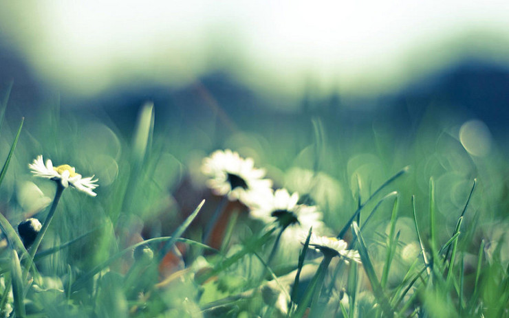 Wildflowers Braiding Sweetgrass