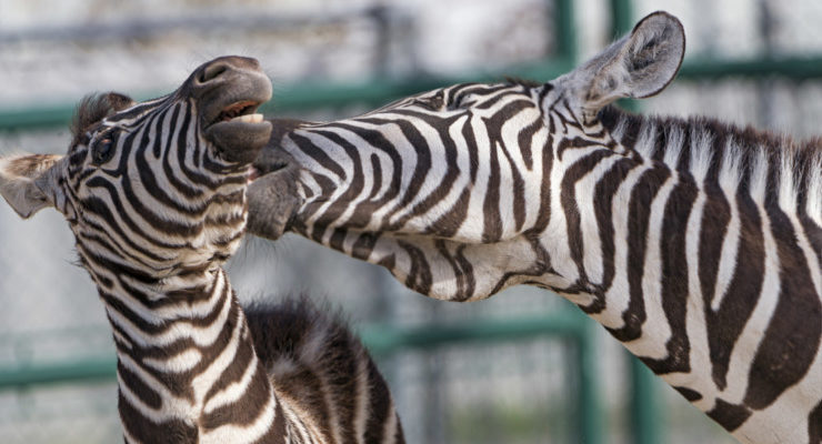 Zebras Playing Writer Nouns