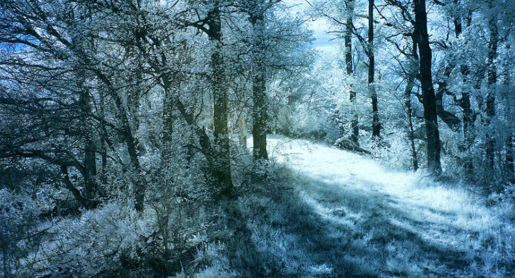 Forest Robert Graves