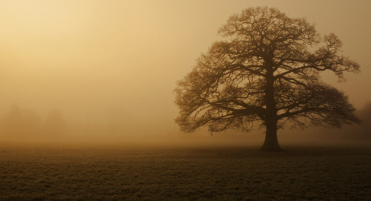 Oak Tree Black Sunday Benjamin Myers