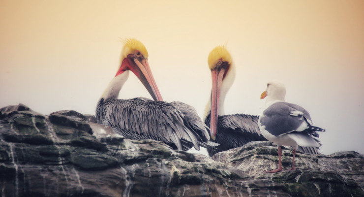 Top 10 Poetic Picks birds