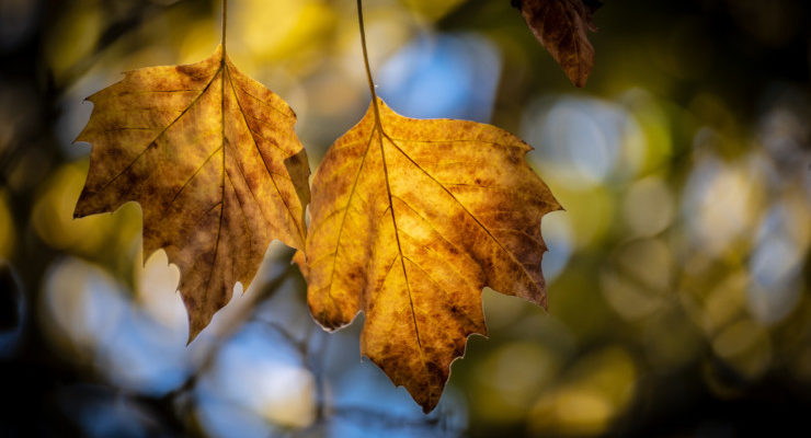 Autumn leaf pair
