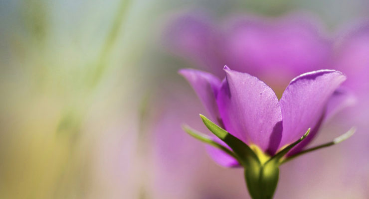 Follow Your Wonder Questions Pink Flower