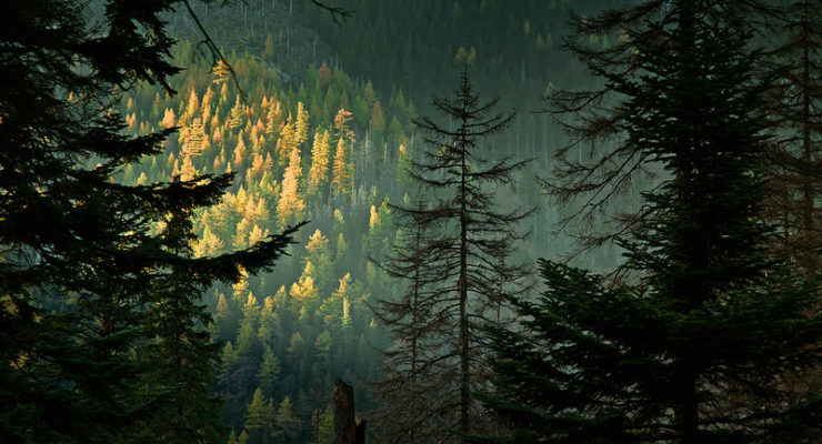 Forest Phoebe Power Shrines of Upper Austria
