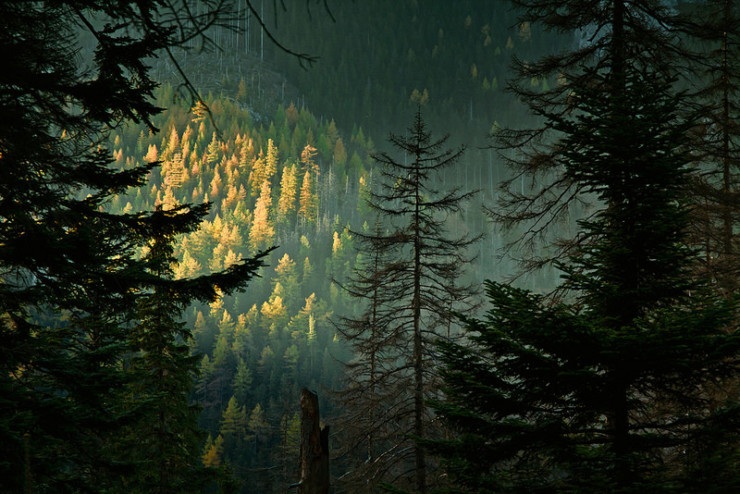 Forest Phoebe Power Shrines of Upper Austria