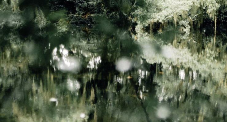 Trees Reflected by Kelle Sauer
