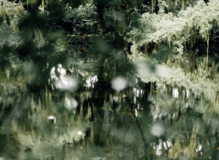 Trees Reflected by Kelle Sauer