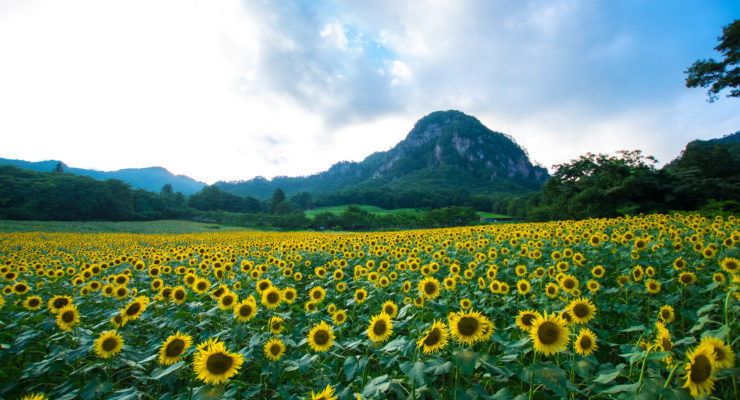 How to Think Like Leonardo da Vinci sunflowers