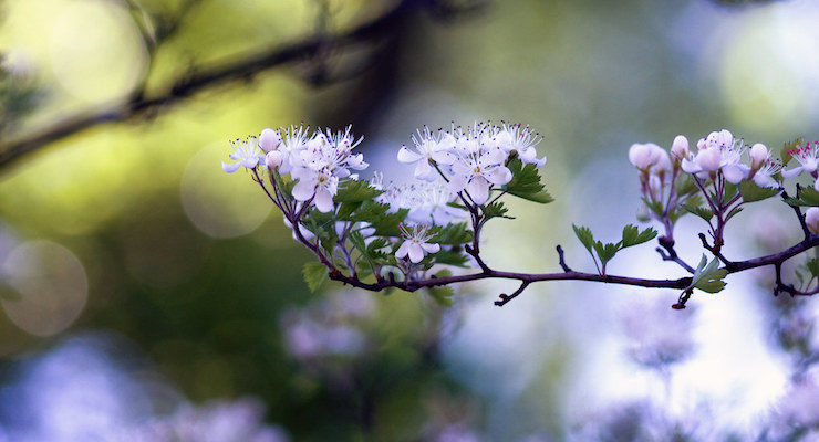 Lavender Blossoms