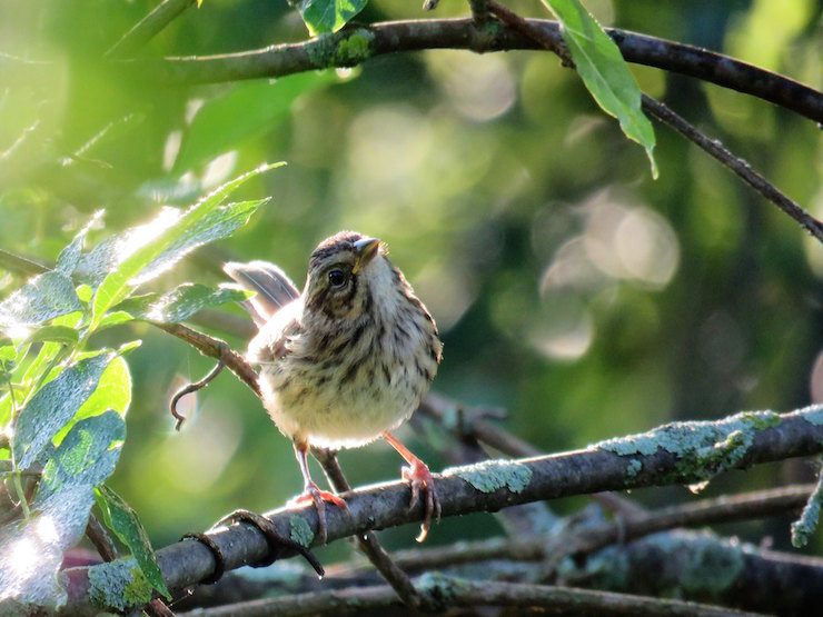 Sparrow in Bush