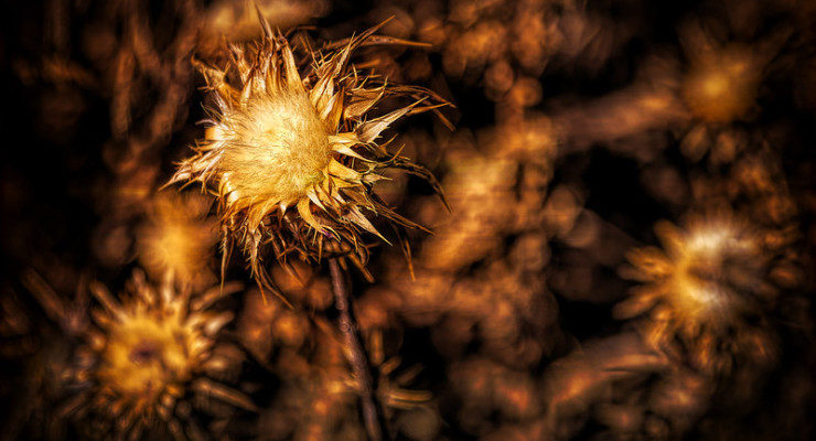 Thistles Evensong for Shadows Wheeler